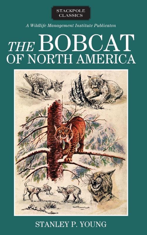 Bobcat of North America