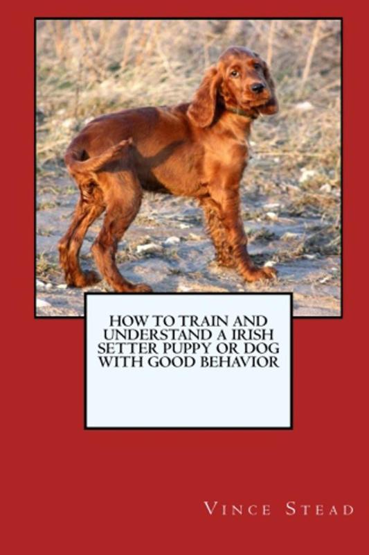How to Train and Raise a Irish Setter Puppy or Dog with Good Behavior