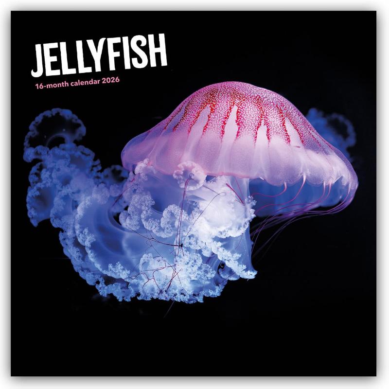 Jellyfish Square Wall Sunday Start Calen