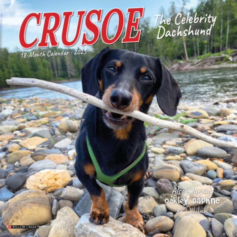 Crusoe the Celebrity Dachshund 2026 Mini Wall Calendar