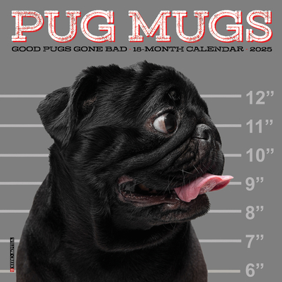 Pug Mugs 2026 Mini Wall Calendar