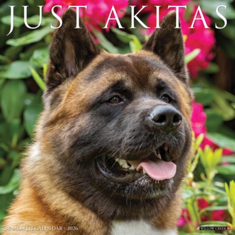 Akitas 2026 12 X 12 Wall Calendar