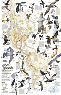 National Geographic Bird Migration, Western Hemisphere Wall Map - Laminated (20.25 X 31.25 In)
