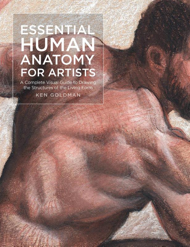 Essential Human Anatomy for Artists