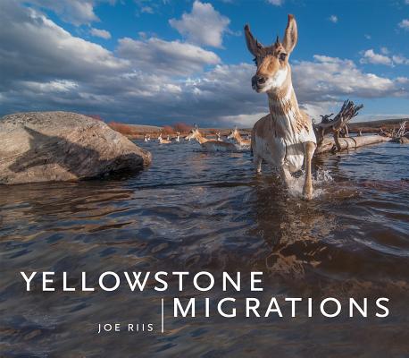 YELLOWSTONE MIGRATIONS