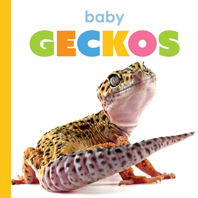 Baby Geckos