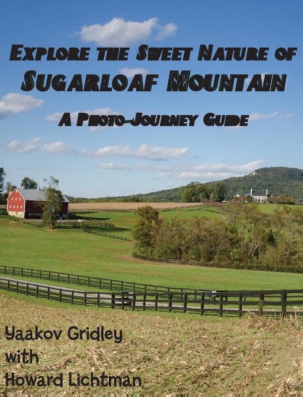 Explore the Sweet Nature of Sugarloaf Mountain