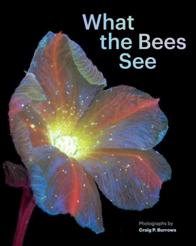 What the Bees See