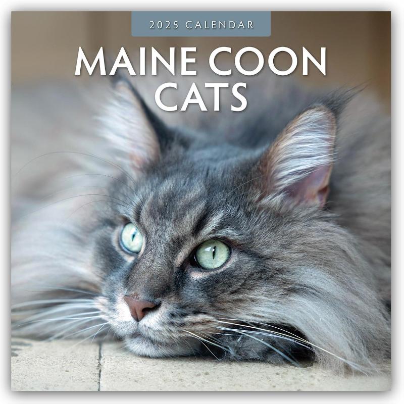 Maine Coon Cats 2025 Square Wall Calendar