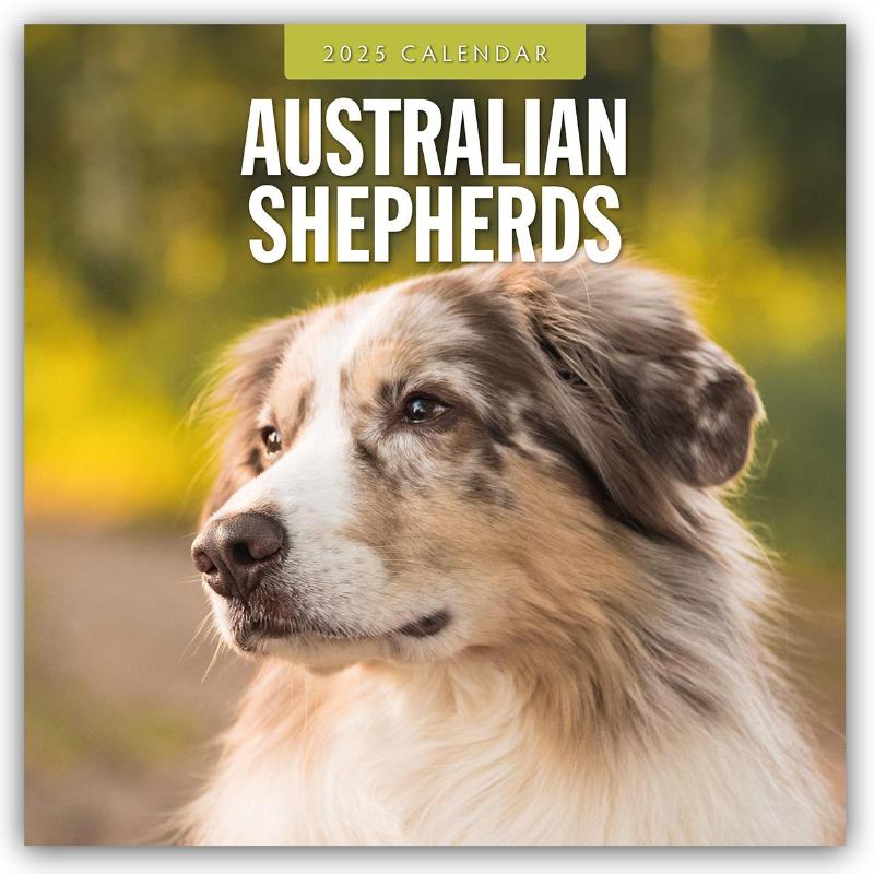 Australian Shepherds 2025 Square Wall Calendar