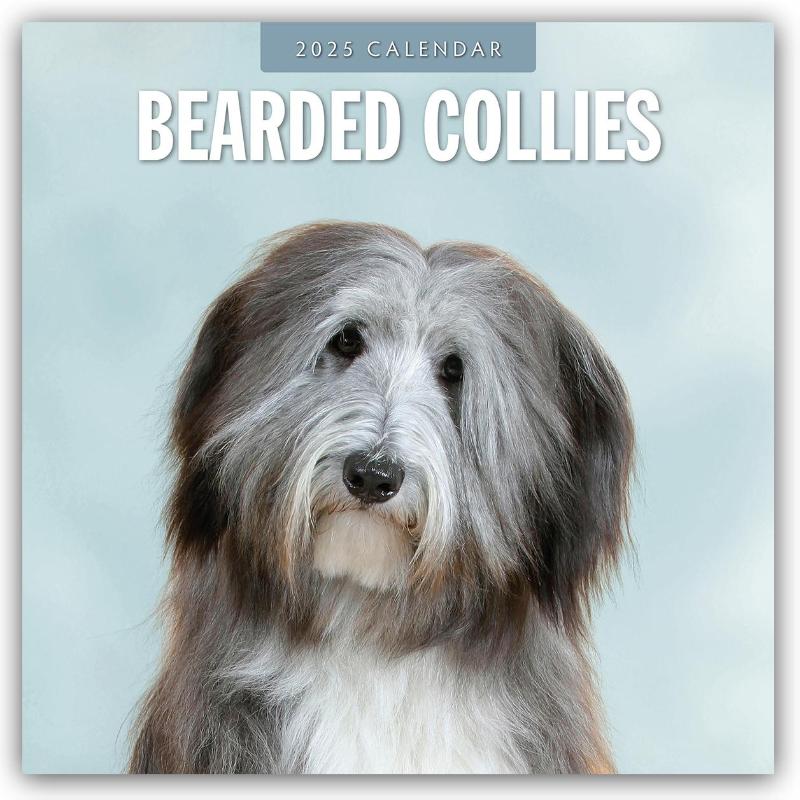 Bearded Collies 2025 Square Wall Calendar