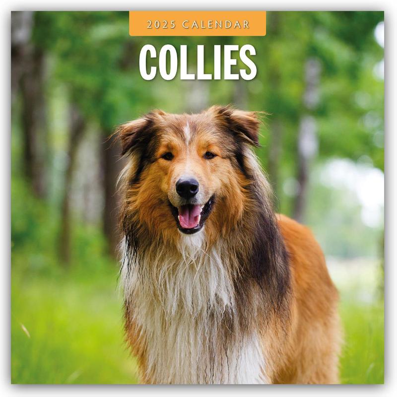 Collies 2025 Square Wall Calendar