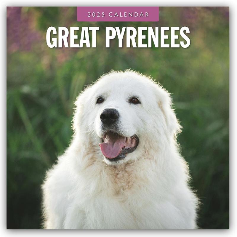 Great Pyrenees 2025 Square Wall Calendar