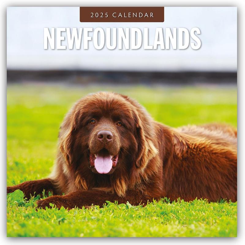Newfoundlands 2025 Square Wall Calendar