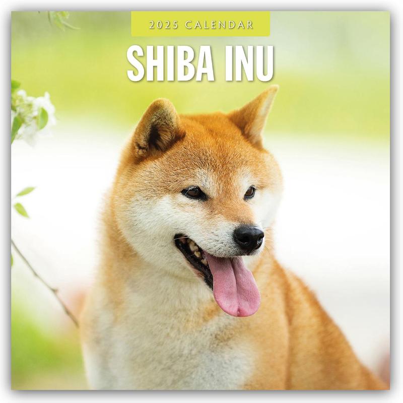 Shiba Inu 2025 Square Wall Calendar
