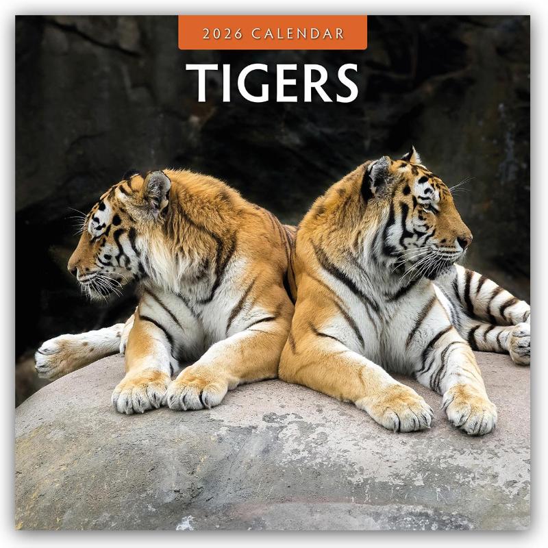 Tigers 2026 Square Wall Calendar