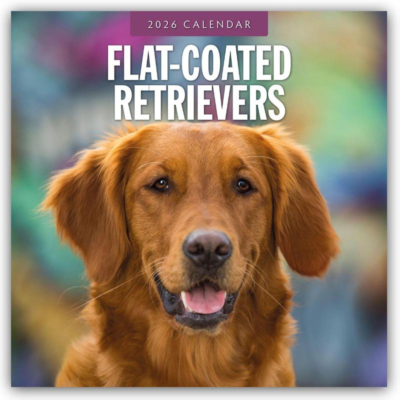 Flat-Coated Retrievers - Flat Coated Retriever 2026 - 16-Monatskalender