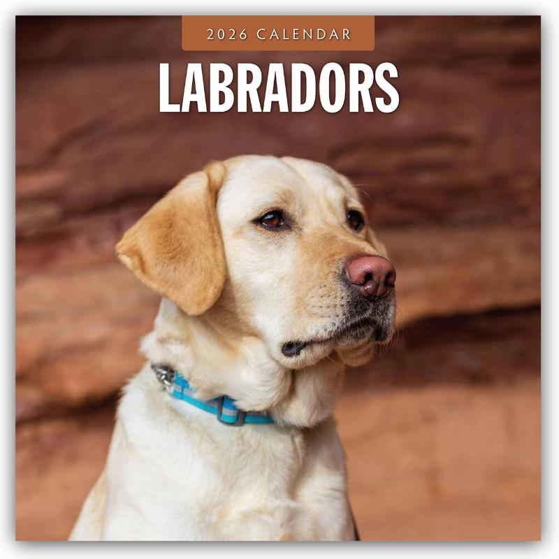 Labradors 2026 Square Wall Calendar