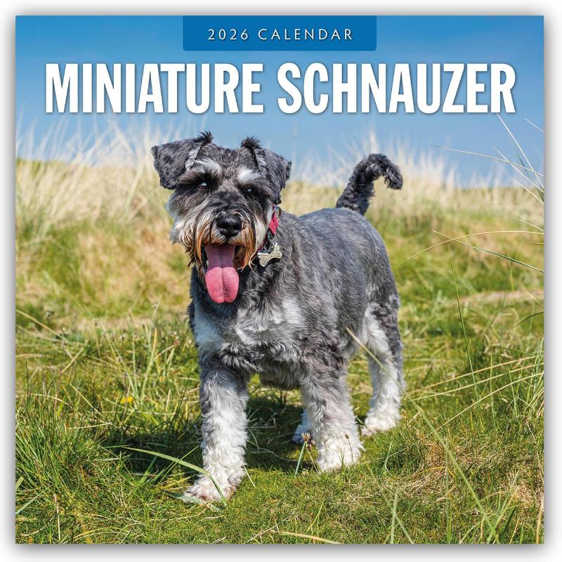 Miniature Schnauzer 2026 Square Wall Calendar