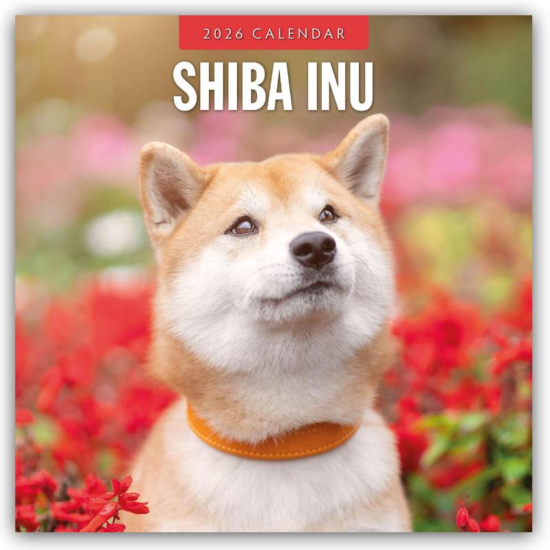 Shiba Inu 2026 Square Wall Calendar