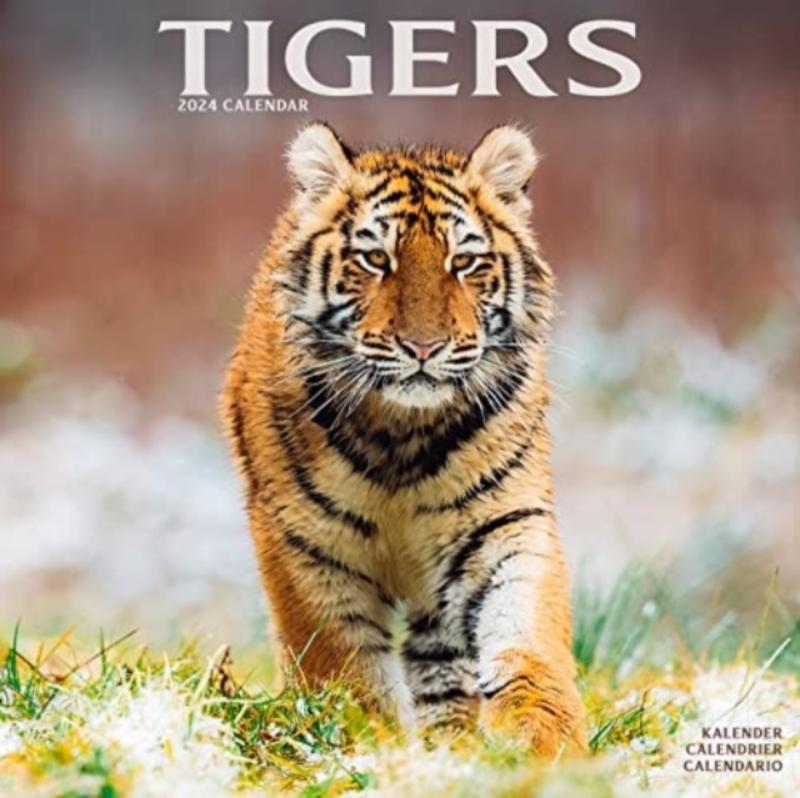 Tigers Calendar 2024 Square Wildlife Safari Big Cats Wall Calendar - 16 Month