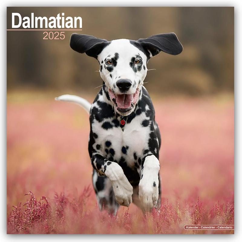 Dalmatian Square Wall Calendar 2025