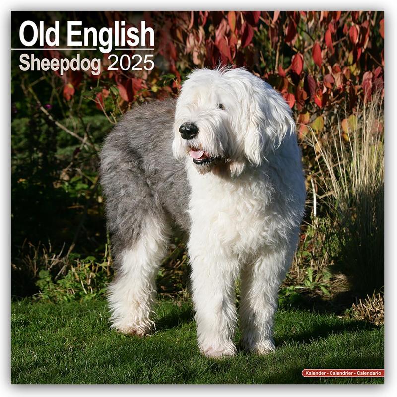 Old English Sheepdog Square Wall Calendar 2025