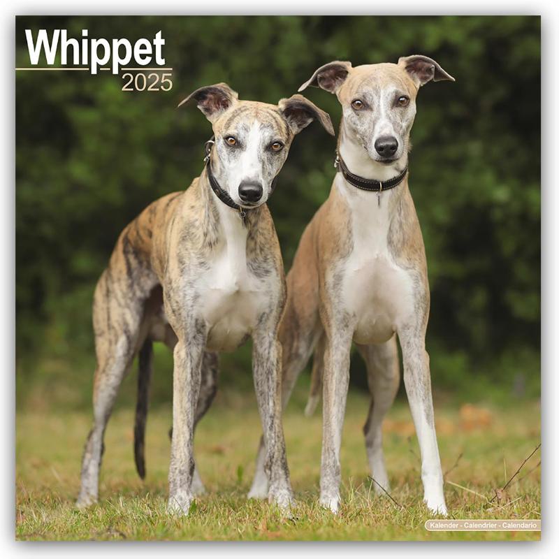 Whippet Square Wall Calendar 2025