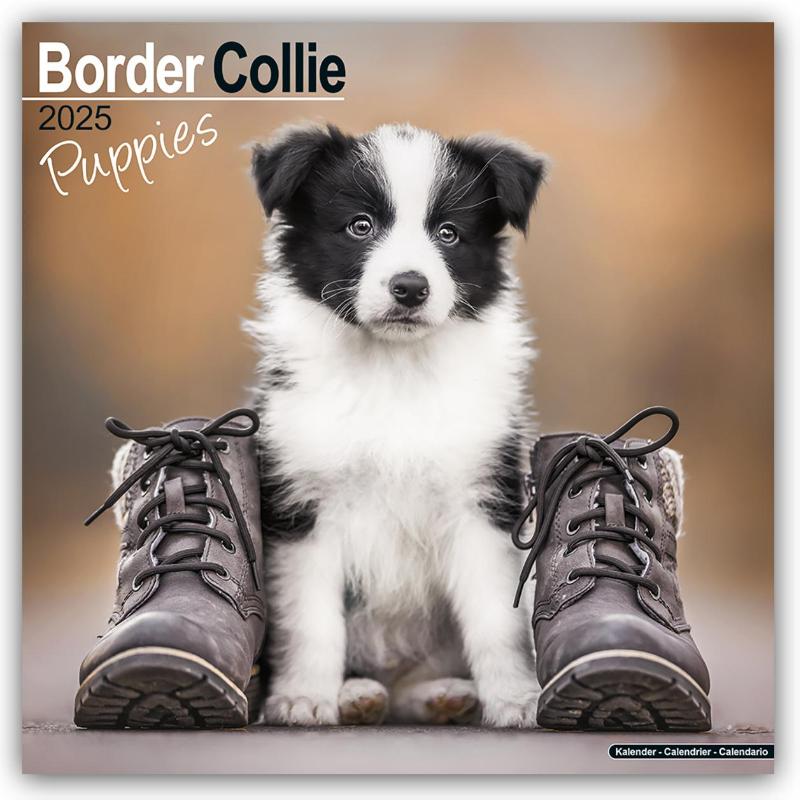 Border Collie Puppies Calendar 2025 Square Dog Puppy Breed Wall Calendar - 16 Month