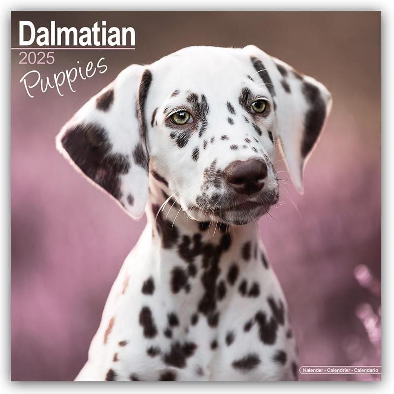 Dalmatian Puppies Calendar 2025 Square Dog Puppy Breed Wall Calendar - 16 Month