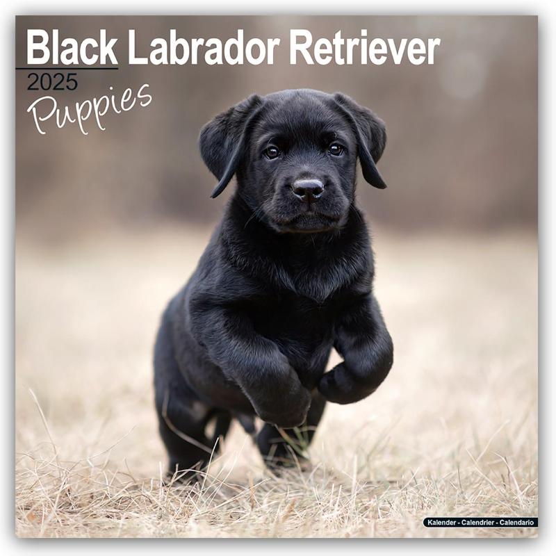Black Labrador Puppies Calendar 2025 Square Dog Puppy Breed Wall Calendar - 16 Month