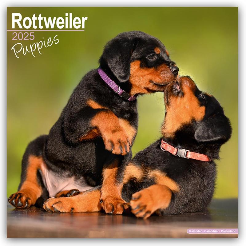 Rottweiler Puppies Square Wall Calendar 2025
