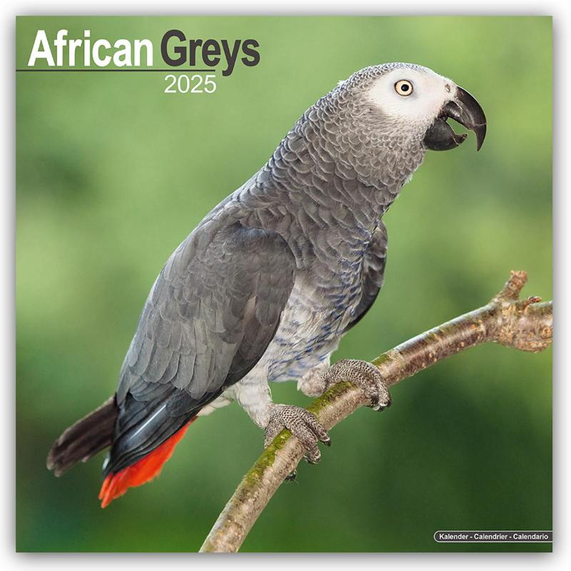 African Greys Calendar 2025 Square Bird Wall Calendar - 16 Month