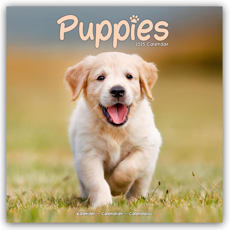 Puppies Calendar 2025 Square Animal Wall Calendar - 16 Month