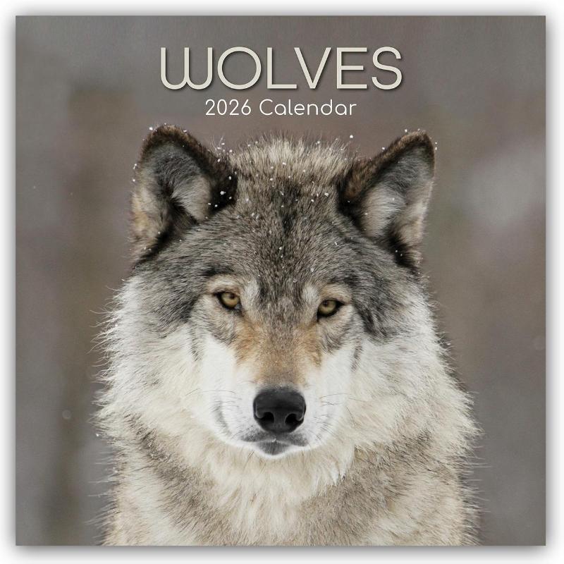 Wolves - Wölfe 2026 - 16-Monatskalender