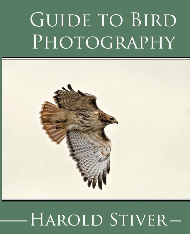 Guide to Photographing Birds