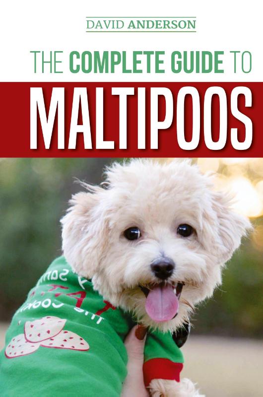 The Complete Guide to Maltipoos