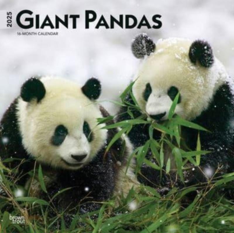 Giant Pandas 2025 Square Wrap