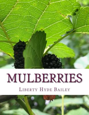 Mulberries