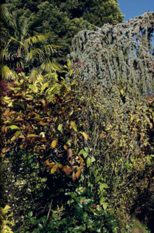 Faure, N: Order of Things