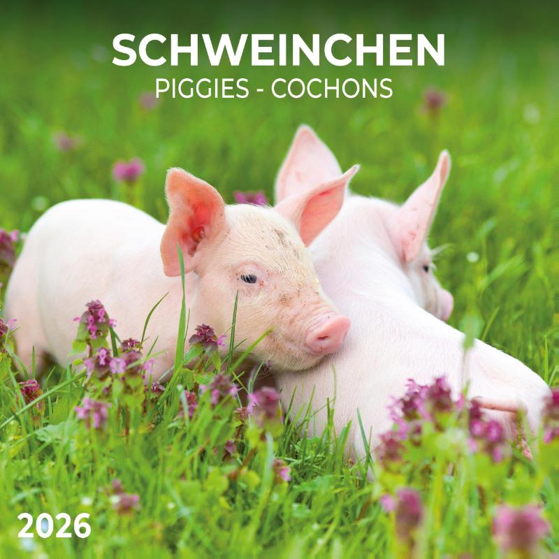 Schweinchen/Piggies 2026