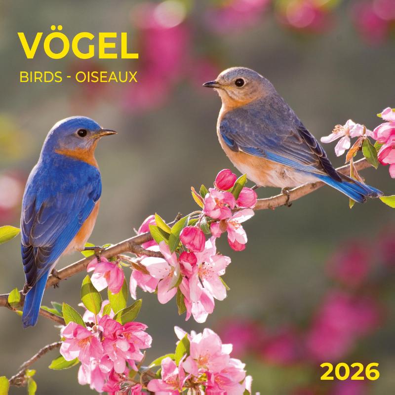 Heimische Vögel 2026