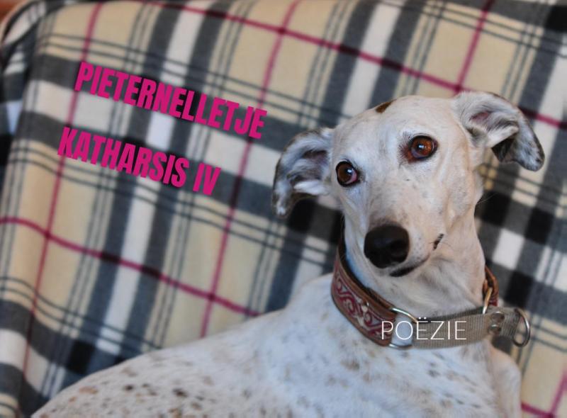 KATHARSIS IV
