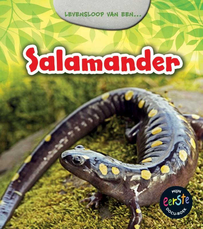 Salamander