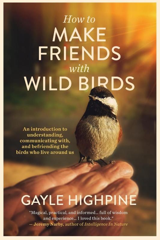 How To Make Friends With Wild Birds