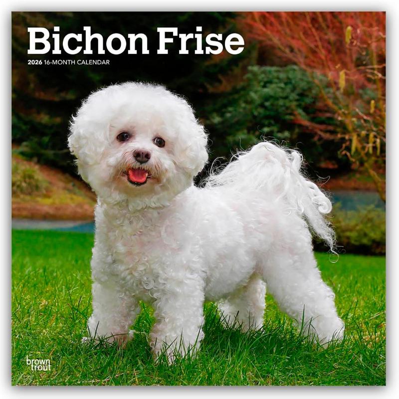 Bichon Frise 2026 Square Flap Calendar