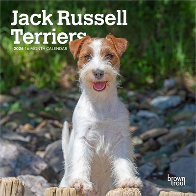 Jack Russell Terriers 2026 7 X 14 Inch (Hanging) Monthly Mini Wall Calendar