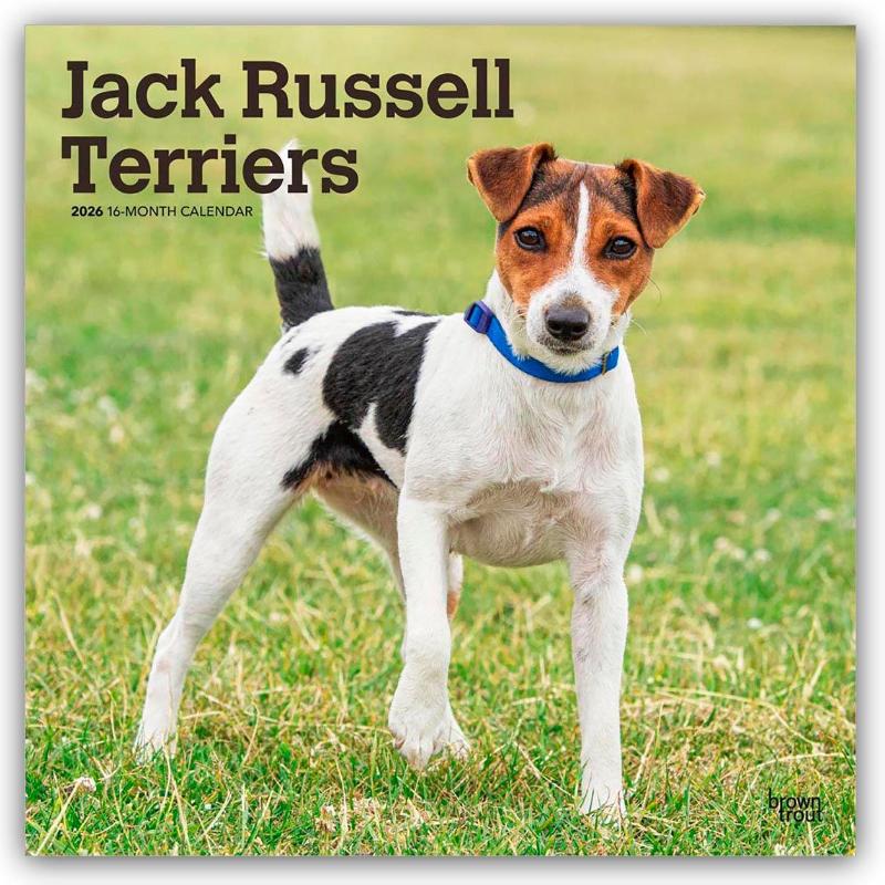 Jack Russell Terriers 2026 Square Flap Calendar