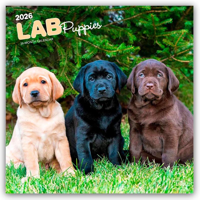 Labrador Retriever Puppies - Labrador Retriever Welpen 2026 - 16-Monatskalender
