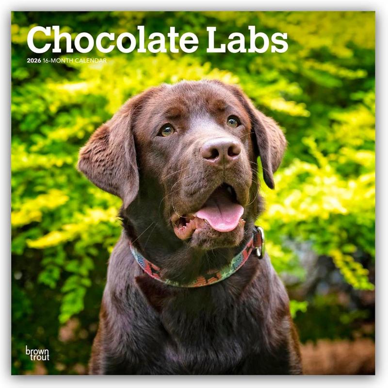 Chocolate Labrador Retriever - Brauner Labrador Retriever 2026 - 16-Monatskalender